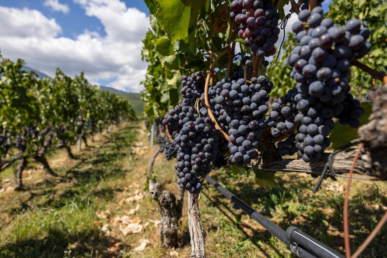 FEAST Greece wine tour grapes