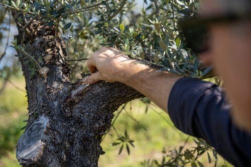 FEAST olive tree Umbria