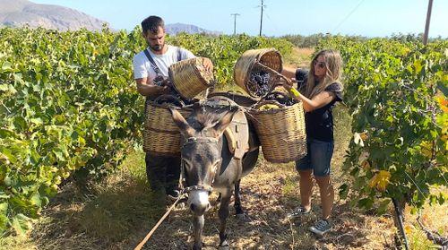 FEAST Greece wine tour harvest