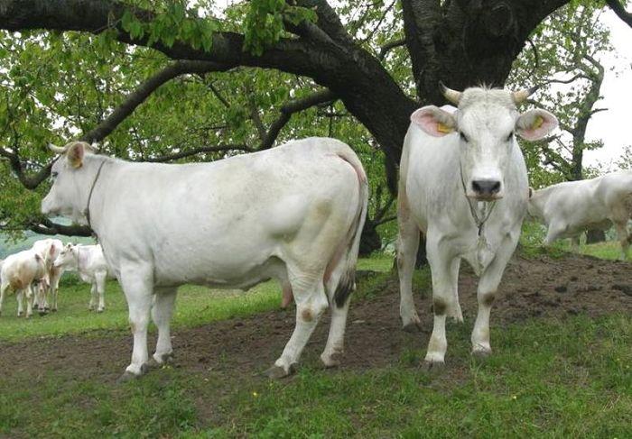 FEAST cow bianca Modenese